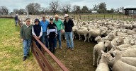 Gnadbro Pastoral ewe sale 2025 top prices, average