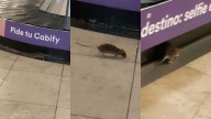 Una plaga de ratas campa a sus anchas en la zona de equipajes de la terminal 1 del aeropuerto de Barajas