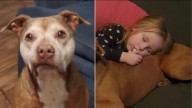 Missouri Family Fears Their Elderly Dog Is Lost Forever Until A Call Changes Everything