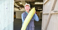 UK National Giant Vegetables Championships to break records in 'very difficult growing year'