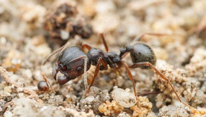 Queen Ants Are First Known And Only Organism To Produce 2 Different Species As Offspring