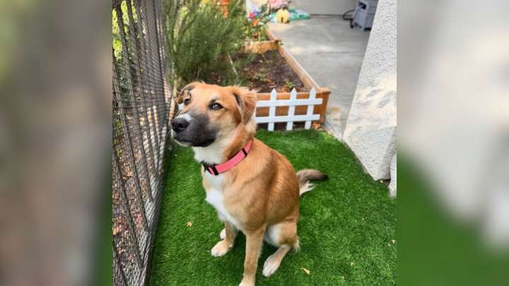 California Woman Shows Love Growing Between Her Baby Girl And Their New Family Pup
