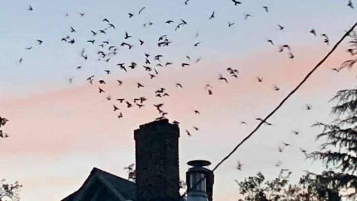 Birds of a feather vanish together? Roseburg birders seek answers