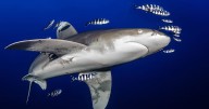 Los tiburones están perdiendo su mordida, dicen los investigadores: esta es la razón alarmante por la que podrían representar menos amenaza en el futuro
