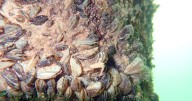 Over 11K boats inspected for aquatic invasive species in Utah during Labor Day weekend