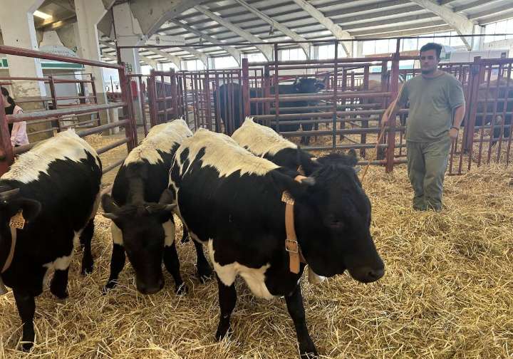 Los pequeños y mansos bueyes de la feria: «Son super tranquilos»