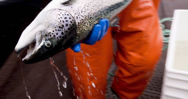 Newfoundland fish farms: 400,000 salmon dead across 3 farms
