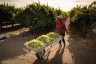 Desafiando el miedo en los campos de California, la zona cero de la mayor paradoja migratoria de Trump