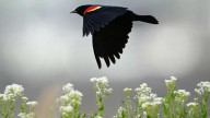 Utah has a new birding challenge as the fall migration season begins