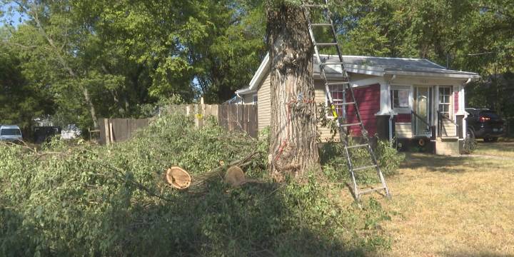 Springfield family concerned for safety, after a neighboring tree branch falls onto home while being cut down