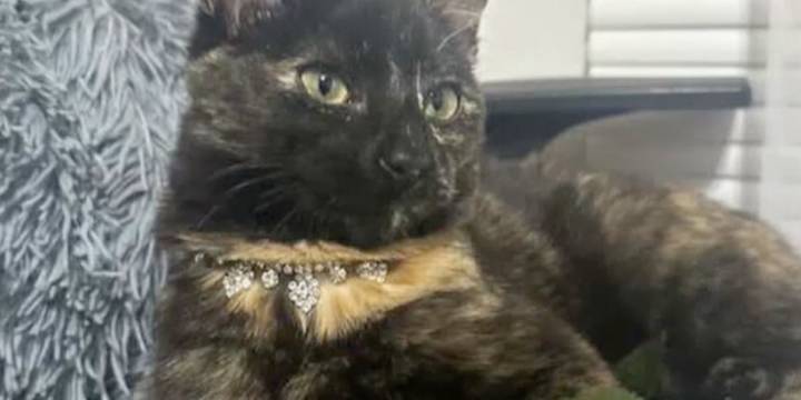 Leigh’s Lost and Found Digital Extra: Drury University student searches for lost cat