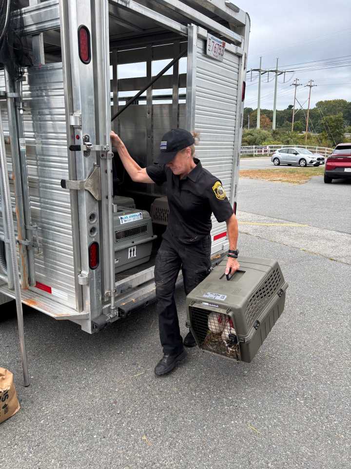 More than 100 animals seized from Plympton home during police investigation, officials say