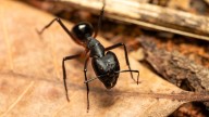 Ant vs. Termite Infestations: Telltale Signs to Watch Out For
