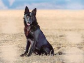 Kronos: la huella de un perro que abrió camino a la ciencia y al primer reconocimiento biométrico nasal por app