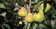 La pregunta del millón: ¿Vale la pena producir hoy peras o manzanas orgánicas?