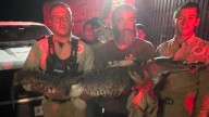 ‘Pepa’, la Cocodrila Rescatada en Tonalá, Está Fuera de Peligro; Se Espera su Reubicación