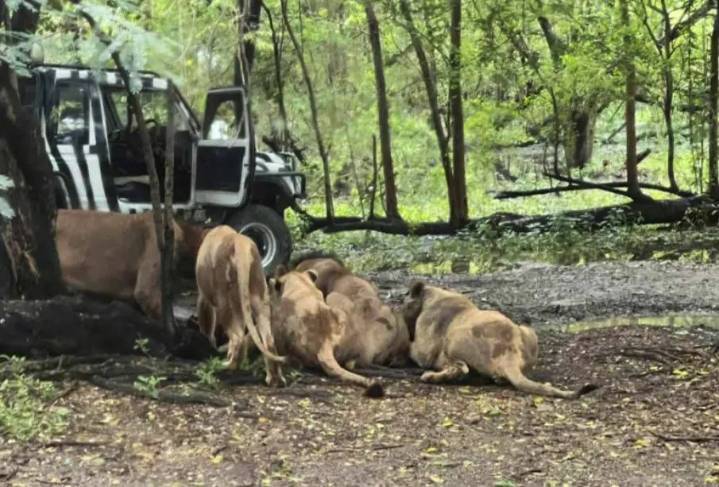 Tragedia en Bangkok: leones devoran a cuidador de zoológico ante turistas