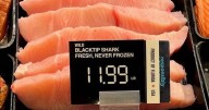 Meat from 'critically endangered' sharks being sold in supermarkets