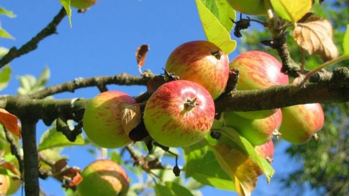 El árbol frutal del jardín de casa qué si o si debes podar en septiembre para que de frutos