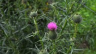 Why You Need To Act Fast If The Invasive Bull Thistle Pops Up In Your Yard