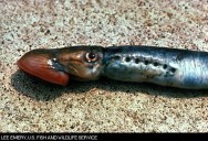 Paw Paw River to appear red during sea lamprey control prep