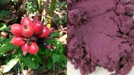 Fruto ancestral de Puebla podría reemplazar colorantes cancerígenos en alimentos