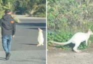 Shocked All Night Cars taxi driver halted by rare albino wallaby in Dartford