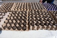 Tlajomulco elabora 150 mil bombitas de semilla