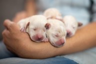 Pet Sitter Told Pregnant Dog Won’t Go into Labor During Stay, Delivers 14 Puppies