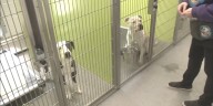 Long Co. Animal Control closed due to parvovirus outbreak