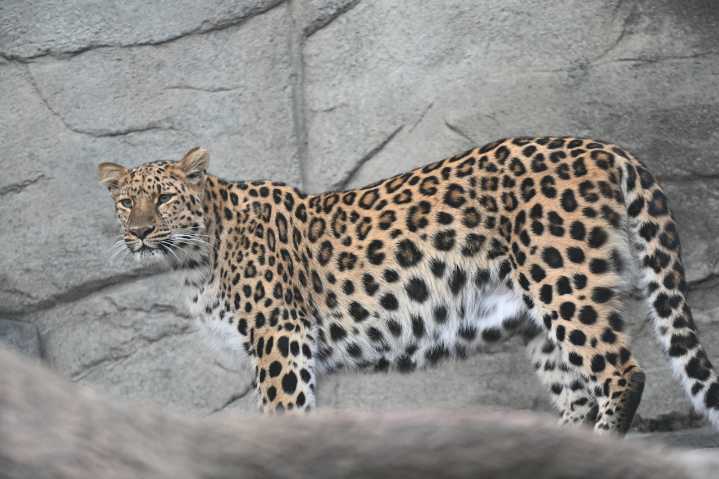 Fluffy leopard cubs spotted pouncing, playing with mom at U.S. zoo