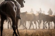 Hinojos saca unos 450 equinos semisalvajes de Doñana en la 'Recogida de las Yeguas'