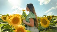 Bad Pollen Allergy? Try Growing These Pollenless Sunflower Varieties