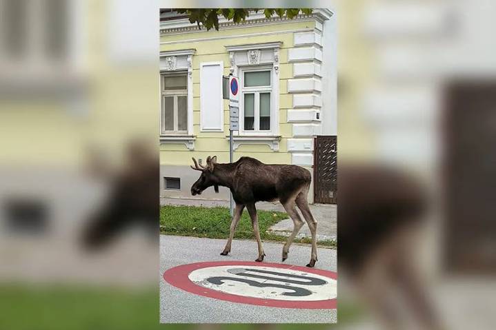 La aventuras del alce Emil mantienen en vilo a una región de Austria