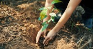 Bay Area scientists dig into how to keep soils healthy as planet warms
