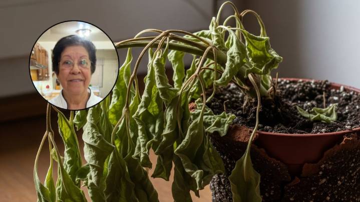 Jacobina Sánchez, experta en plantas: “Este truco revivirá a las que están marchitas en 15 días”