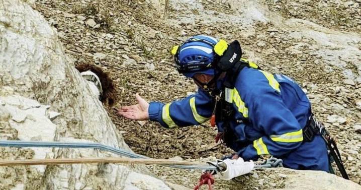 Dog rescued after falling from massive cliff