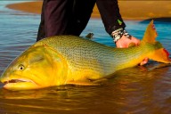 Alertan que “a este ritmo, nuestros nietos no van a ver un dorado con vida" en el río Paraná