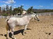 Death of horse at North County ranch leads to two others being impounded