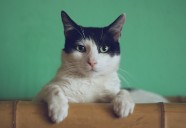 ¿Qué deberías tener en cuenta para mejorar la calidad de vida de tu gato?