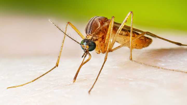 West Nile virus cases running higher than normal, prompting health warnings