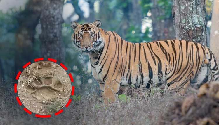 Tiger Pugmarks Found in Deogarh Forests; Villagers on Alert
