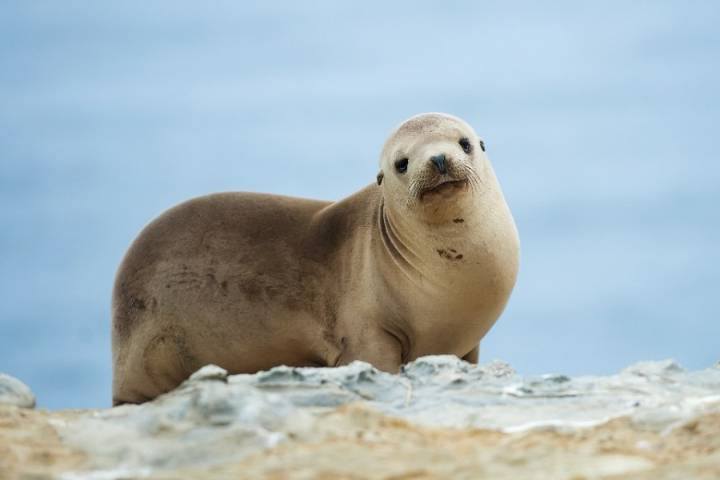 Man wanted after sea lion decapitated in California: Officials