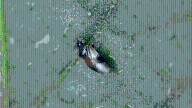 What are the tiny bugs in the air biting people in Kansas?