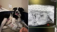 Tennessee Woman Brings Home A Shelter Dog And Days Later Uncovers A Stunning Secret