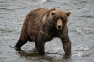 Fat Bear Week: Who will be crowned this year's 'beefiest bruin?'