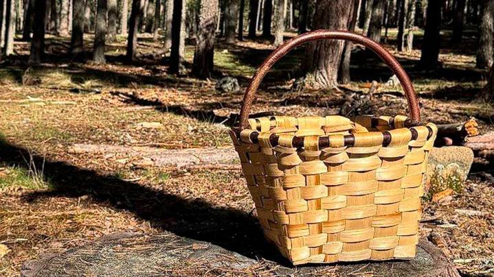 ¿Qué materiales necesitas para buscar setas en Aragón? Este es el kit que debes llevar