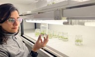 Investigadores del CONICET logran una cebada para hacer cerveza