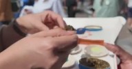 U.S. Open is serving $100 chicken nuggets with caviar