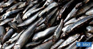 Bío Bío: pescadores industriales rechazan aprobación de subastas para cuotas de jurel y sardina